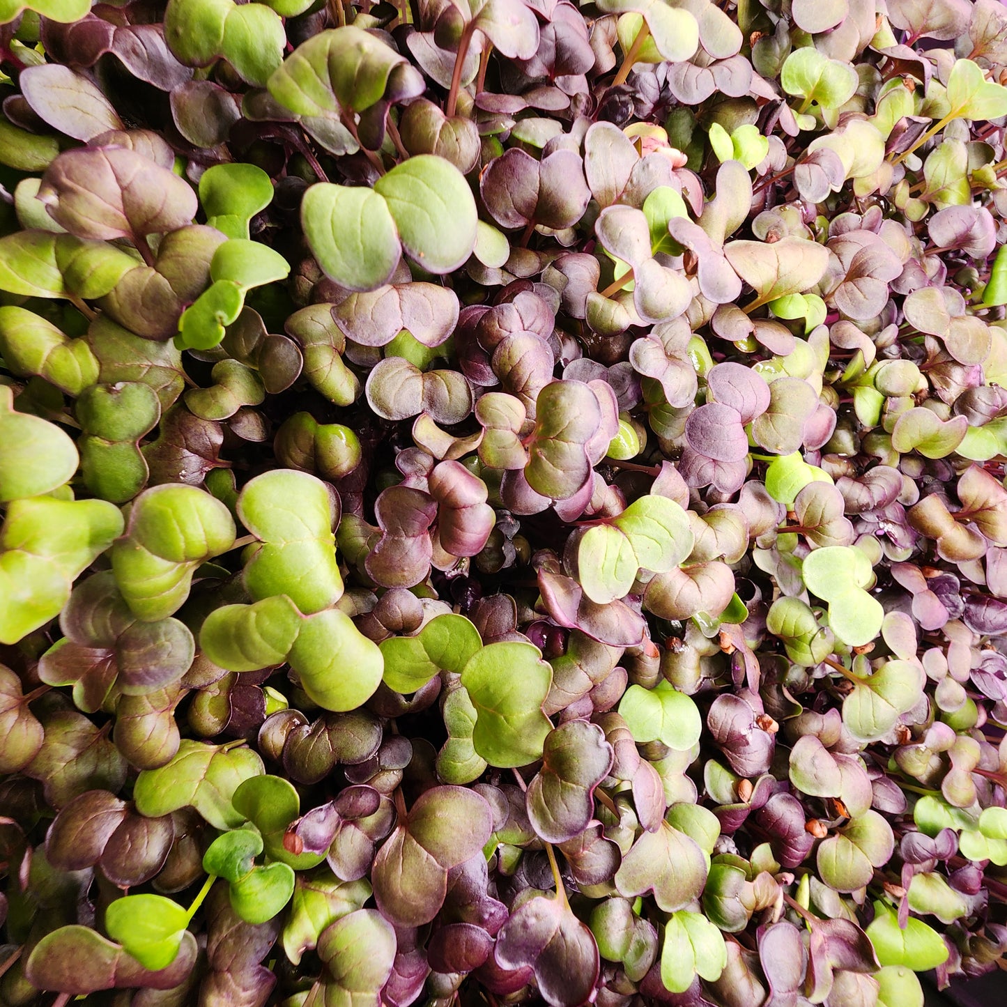 Rambo Radish Microgreens