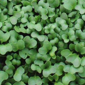 Broccoli Microgreens